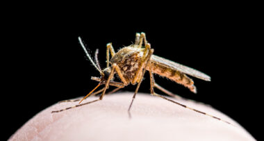 ελονοσία